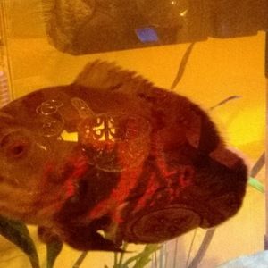 Meet your Posher, Norman